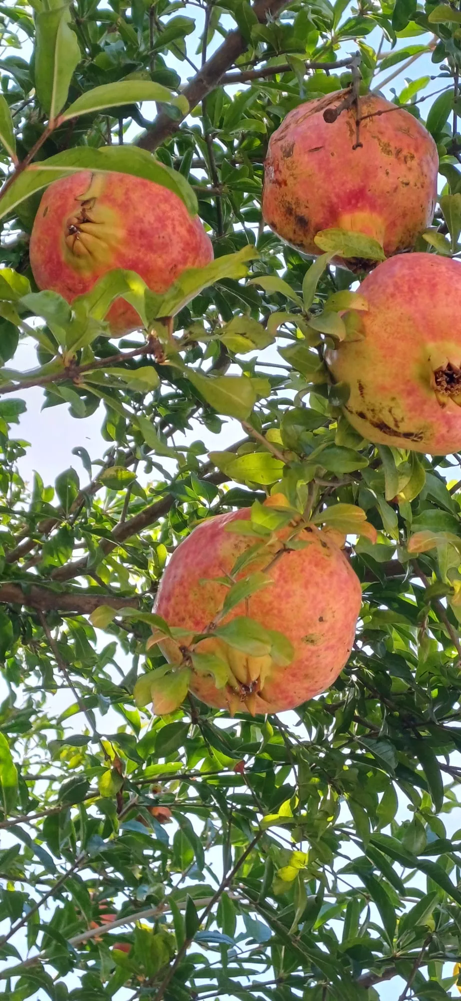 Granatäpfel am Baum in warmem Sonnenlicht