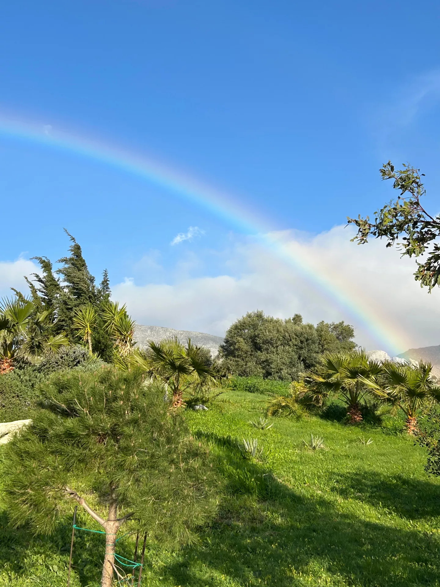 Doppelter Regenbogen über grüner Landschaft mit Palmen